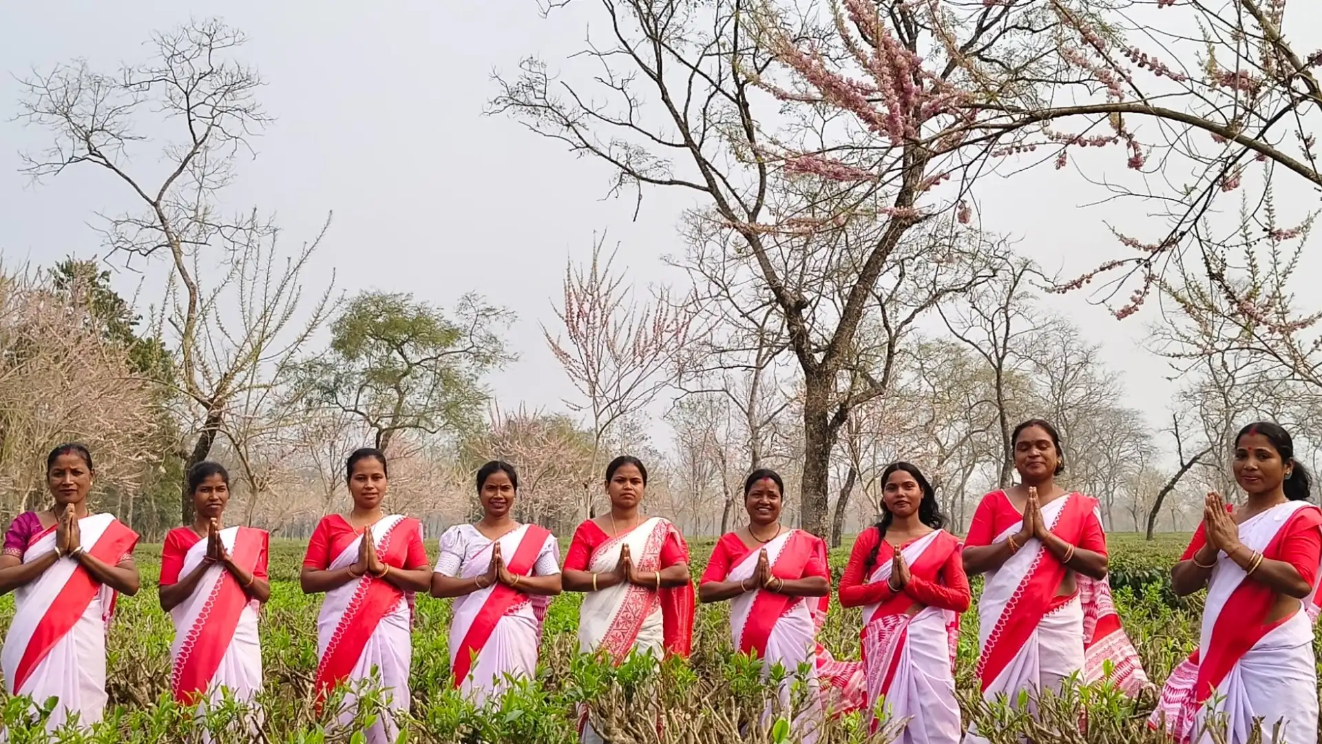 Tea Estate Operations