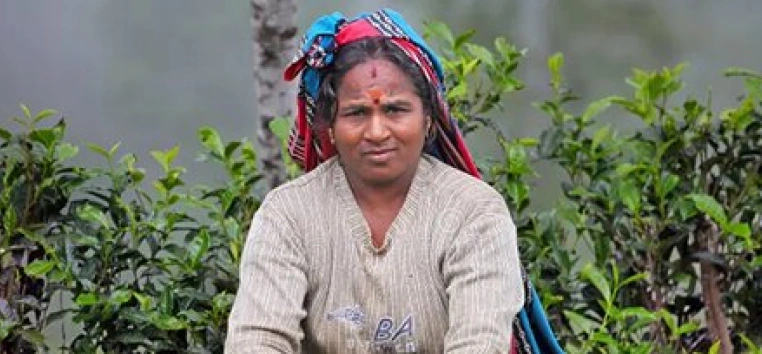 Tea Estate Operations