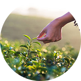 Tea Leaves Growing