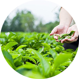 Women Plucking Tea