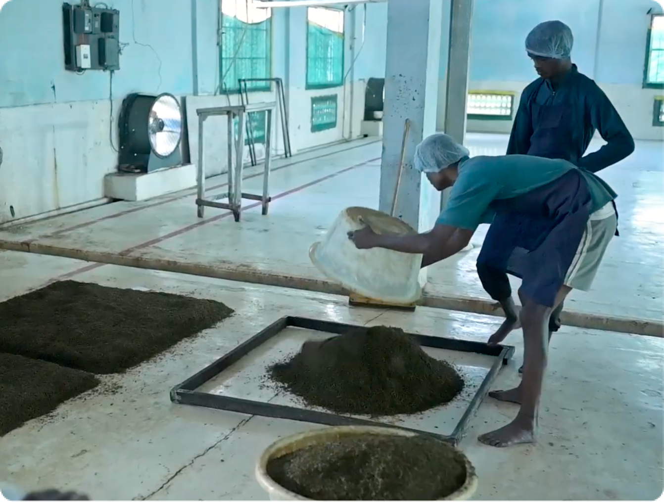 Tea Drying