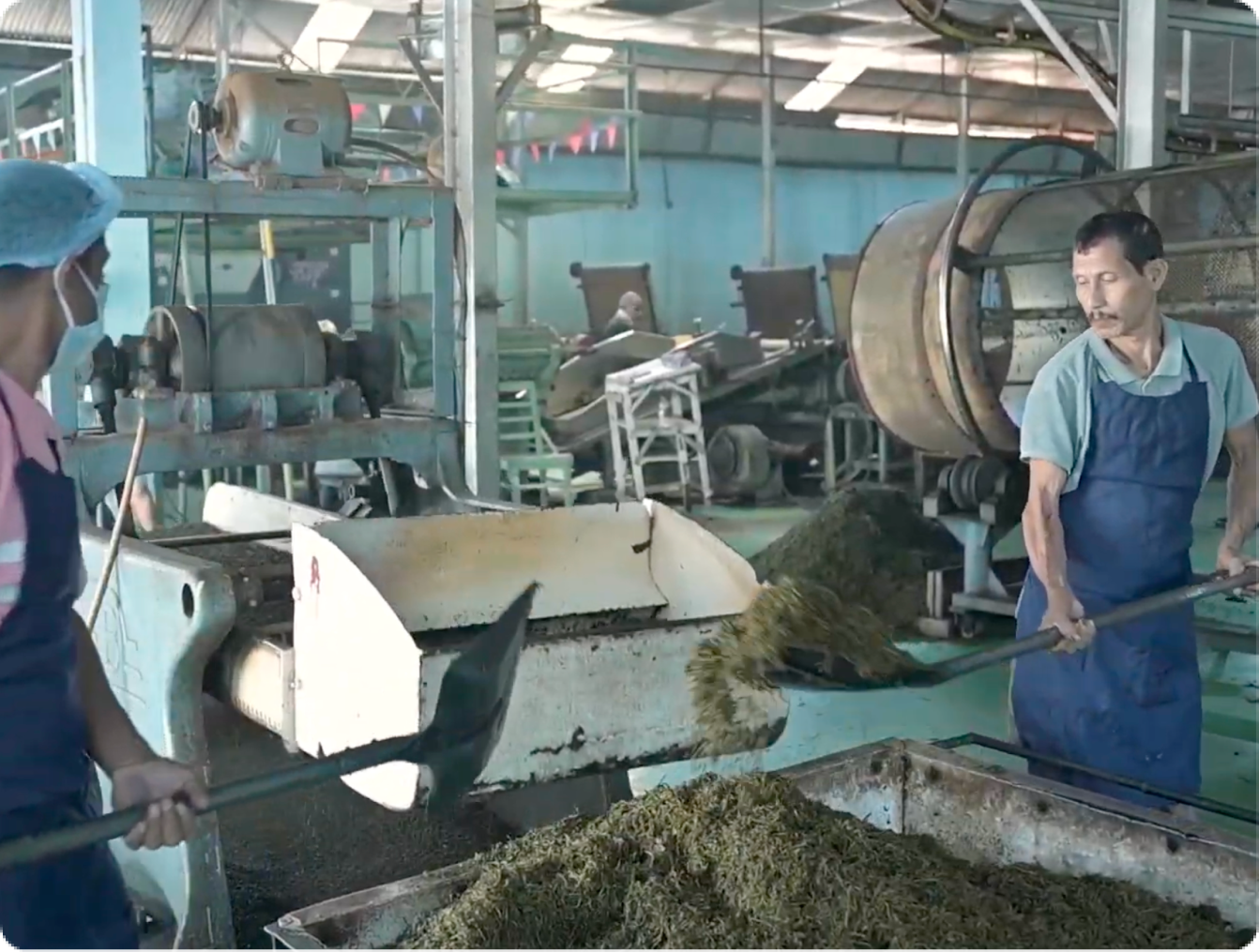 Tea Fermenting